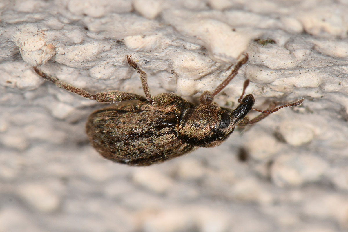 Curculionidae: Hypera nigrirostris?  S !